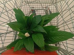 -大润发(康桥店)