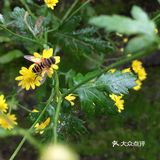 国庆扫街随拍~风响驼铃