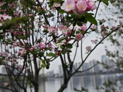 -莫愁湖公园