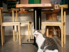 -Cafe In Little Forest