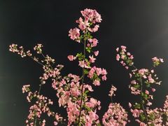 -中央公园(苏州工业园区)