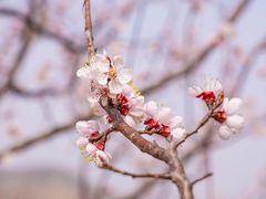 -九如山休闲旅游度假区