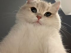 -欣宠猫屋·矮脚拿破仑·蓝金金渐层