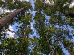 -黄海国家森林公园