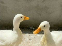 -前小桔亲子创意农场·草莓采摘·露营烧烤