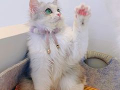 -怪兽屋·羊驼·猫咖·狗咖(俊华广场店)