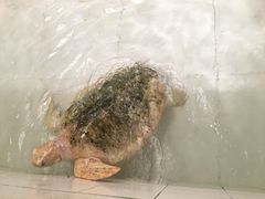 -广东惠东海龟国家级自然保护区