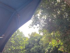 -西双版纳原始森林公园