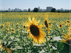 -汉长安城未央宫国家考古遗址公园