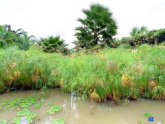 -中国科学院西双版纳热带植物园