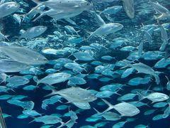 -上海海洋水族馆