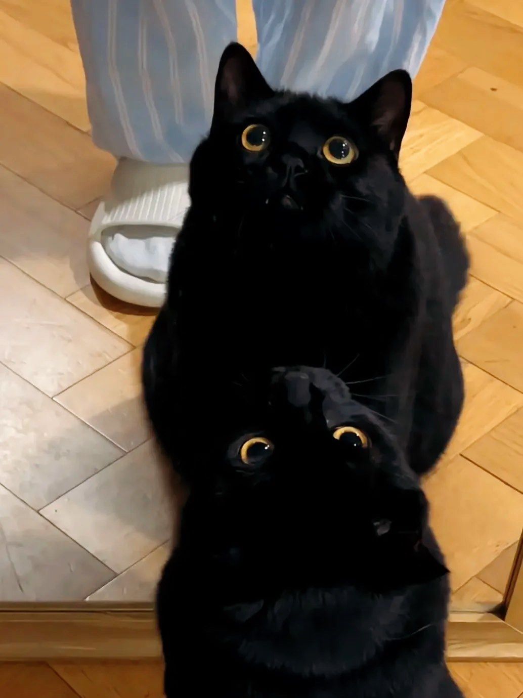 🐈‍⬛纯黑色的猫猫也太可爱了
