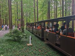 -黄海国家森林公园