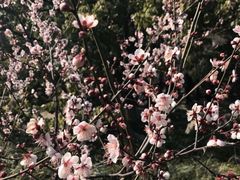 -林屋梅海青梅保护基地