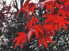 -静安公园(静安寺街道)