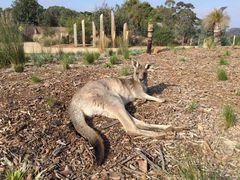 iphone_upload_pic-威勒比开放式动物园