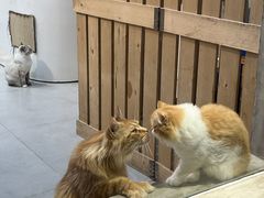 -Heymao猫咖.咖啡厅(东门店)