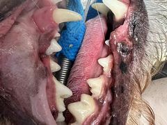 -宠物星动物医院·眼科·异宠·猫科(江南大道总院)