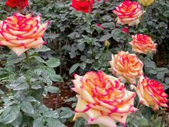 -人民公园(罗湖区)