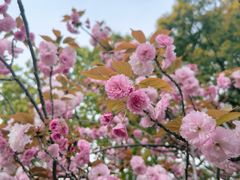-高东镇樱花园