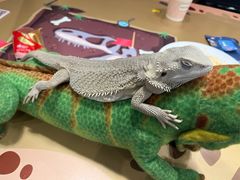 -FAIRYLAND龙族星球主题餐厅(凯丹广场店)