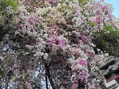 -深圳国际园林花卉博览园