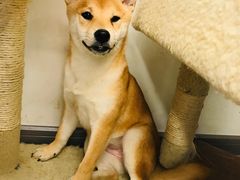-浣熊柯尔鸭土拨鼠·电玩咖