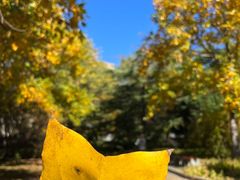 -北京西山国家森林公园