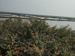-大湾区中央湿地公园-十九涌
