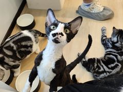 -有喵·猫咖·狗咖·40+猫狗有小奶狗(岗厦店)