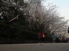 -武汉大学-樱园