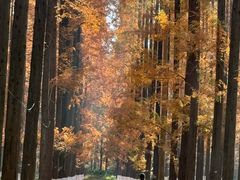 -黄海国家森林公园