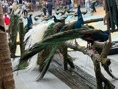 -西双版纳原始森林公园