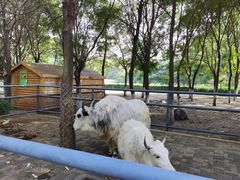 -长白岛森林公园