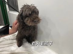-電力宠物公司(武定路店)