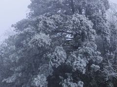 -黄埔油麻山森林公园