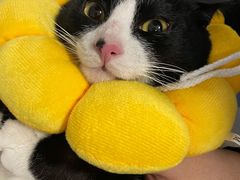 -纳吉亚猫专科动物诊疗中心(蒋宅口分院)