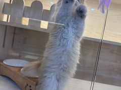 -柚子猫舍·精品猫舍购猫·猫咪认养·购宠·宠物店
