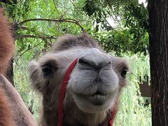 -长白岛森林公园