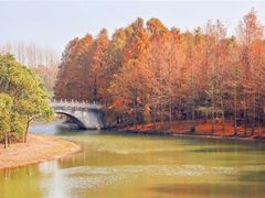 -上海海湾国家森林公园