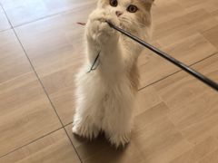 -唐小姐の私宠·宠物洗护美容·撸猫馆·购宠(周浦万达旗舰店)