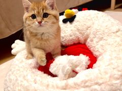 -老吴的猫·猫舍(新区店)