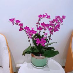 -YESIDO椰岛美容