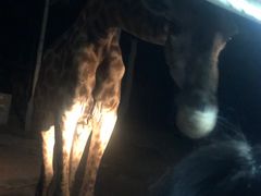 -清迈夜间动物园