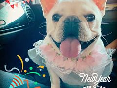 -momokira米努特·德文卷毛猫·棉花面纱犬