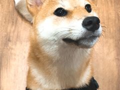 -喵屋coffee