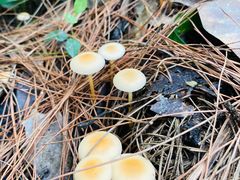 -铁山坪森林公园