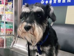 -申普宠物医院·心脏介入·心血管微创(总院)