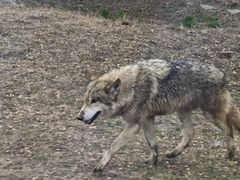 -上海野生动物园
