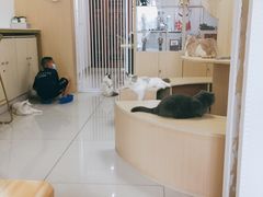 -鼓捣猫呢主题猫咖店